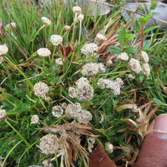 Paepalanthus dendroides