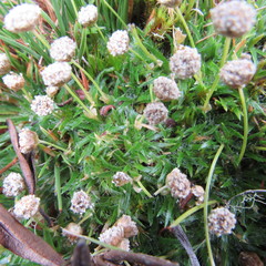 Paepalanthus dendroides