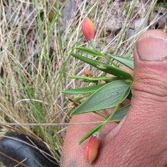 Bomarea pauciflora