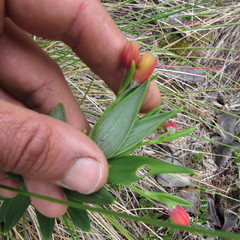 Bomarea pauciflora