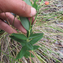 Bomarea pauciflora