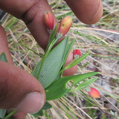 Bomarea pauciflora