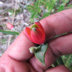 Bomarea pauciflora