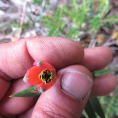 Bomarea pauciflora