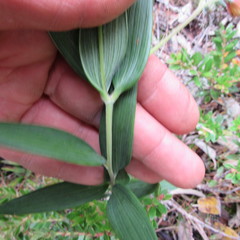 Bomarea pauciflora