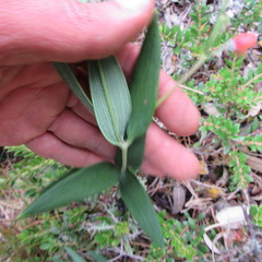 Bomarea pauciflora