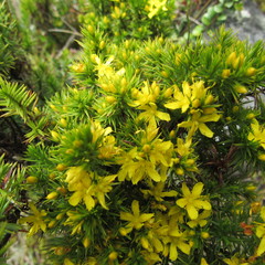 Hypericum juniperinum