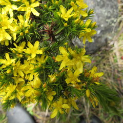 Hypericum juniperinum