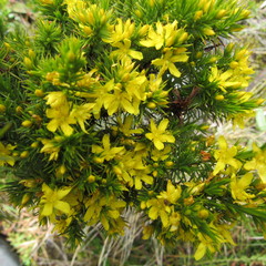 Hypericum juniperinum