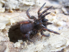 Latouchia typica