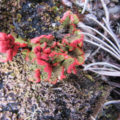 Cladonia lopezii
