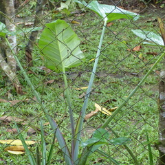 Xanthosoma sagittifolium image