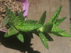 Aloe juvenna