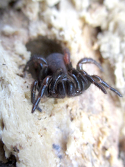 Latouchia typica