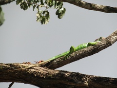 Iguana iguana