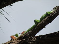 Iguana iguana