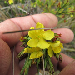 Hypericum juniperinum