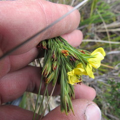 Hypericum juniperinum