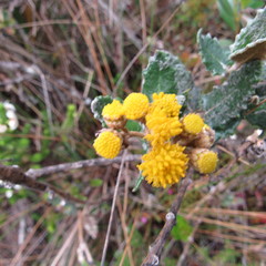 Scrobicaria ilicifolia