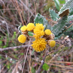 Scrobicaria ilicifolia