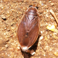 Belostoma subspinosum