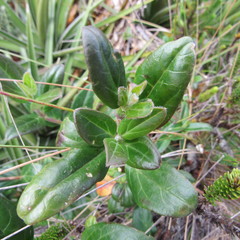Valeriana laurifolia