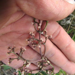 Valeriana laurifolia