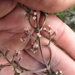 Valeriana laurifolia