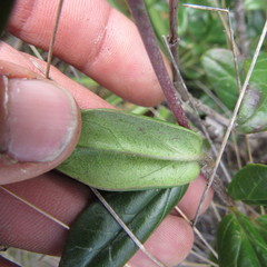 Valeriana laurifolia