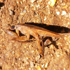 Belostoma subspinosum