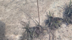 Sagittaria secundifolia