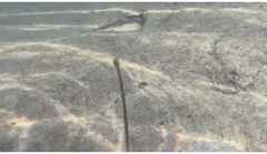 Sagittaria secundifolia