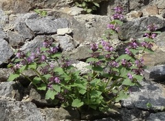 Lamium maculatum