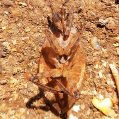 Belostoma subspinosum