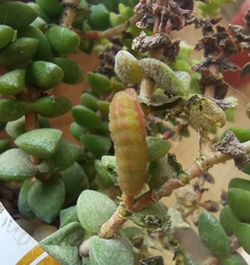 Callophrys xami