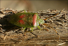 Eupolemus virescens