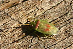 Eupolemus virescens