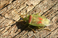 Eupolemus virescens