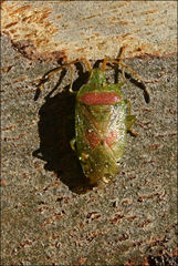 Eupolemus virescens