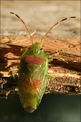 Eupolemus virescens