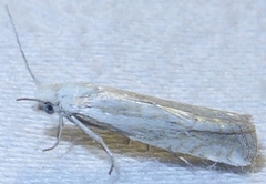 Eucosma pallidicostana
