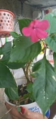 Impatiens walleriana