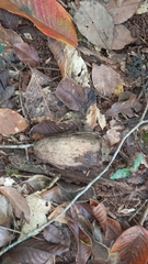 Couratari guianensis