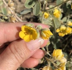 Senna pilosior