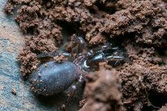 Hadronyche modesta