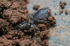 Hadronyche modesta