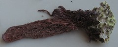 Tridacninae