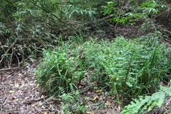 Carex phleoides