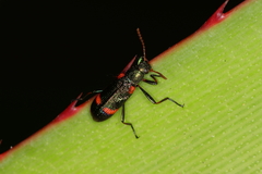 Strongylium humerale