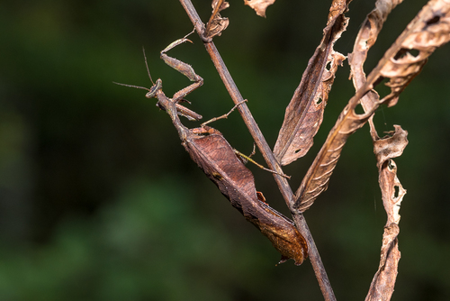 Acanthops erosula · iNaturalist